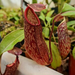 Nepenthes maxima "Indonesia" x (N. Boschiana x N. veitchii)