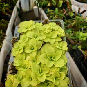 Pinguicula "tina"