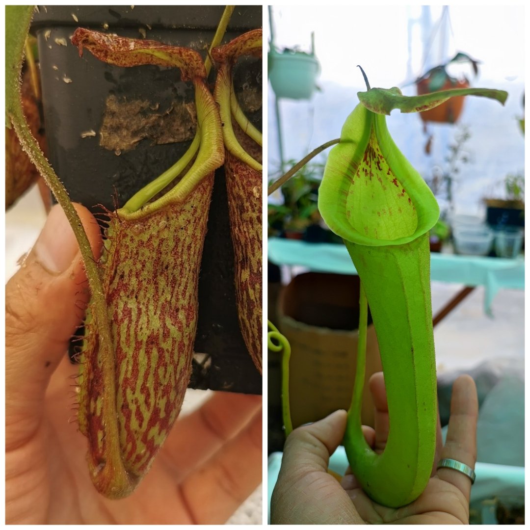 Nepenthes maxima "Indonesia" x fusca