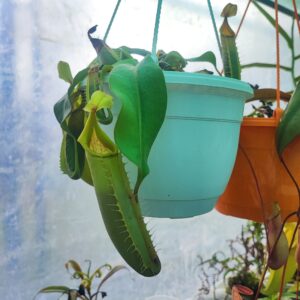Nepenthes veitchii Golden Peristome, Bario