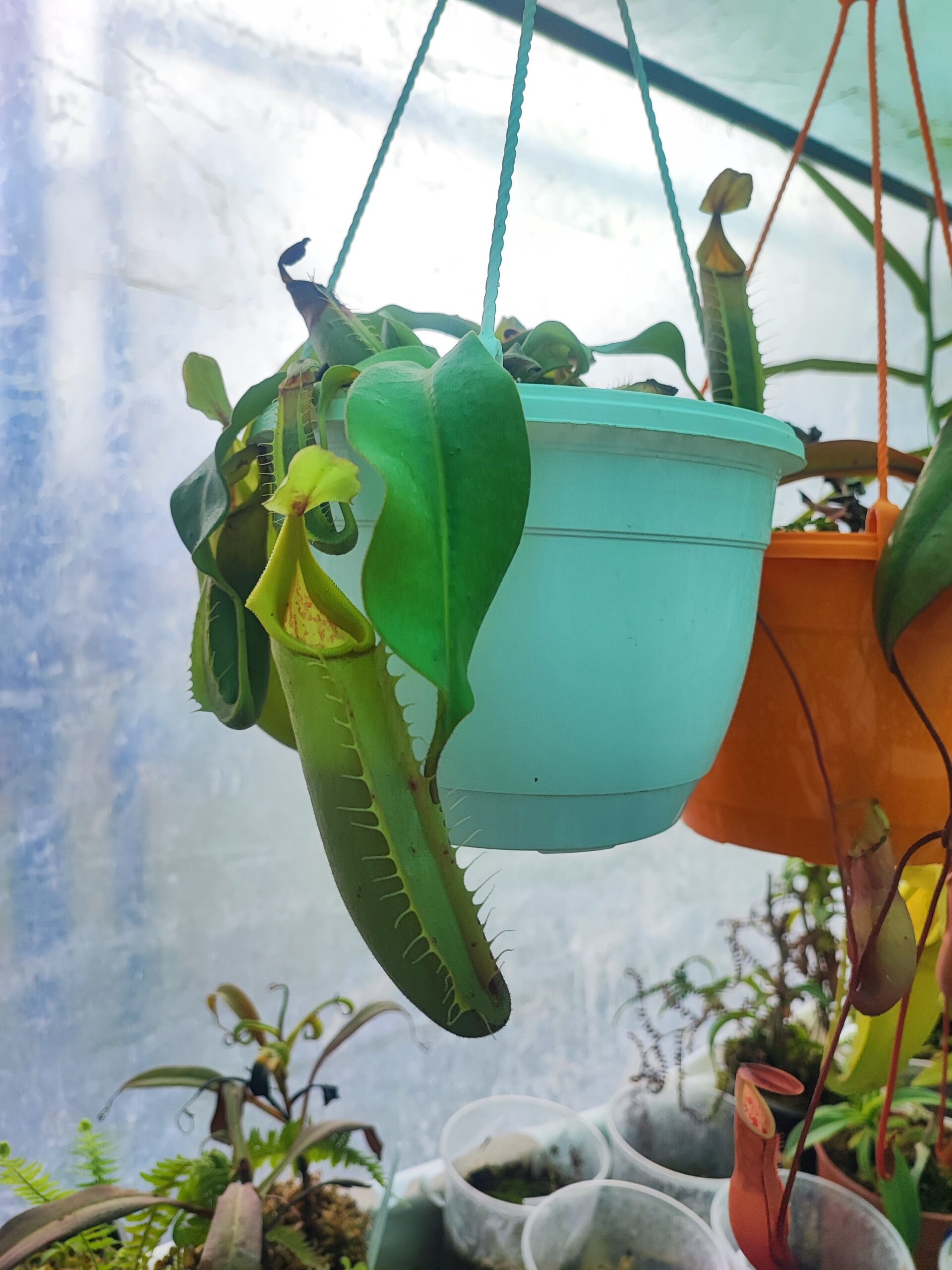 Nepenthes veitchii Golden Peristome, Bario