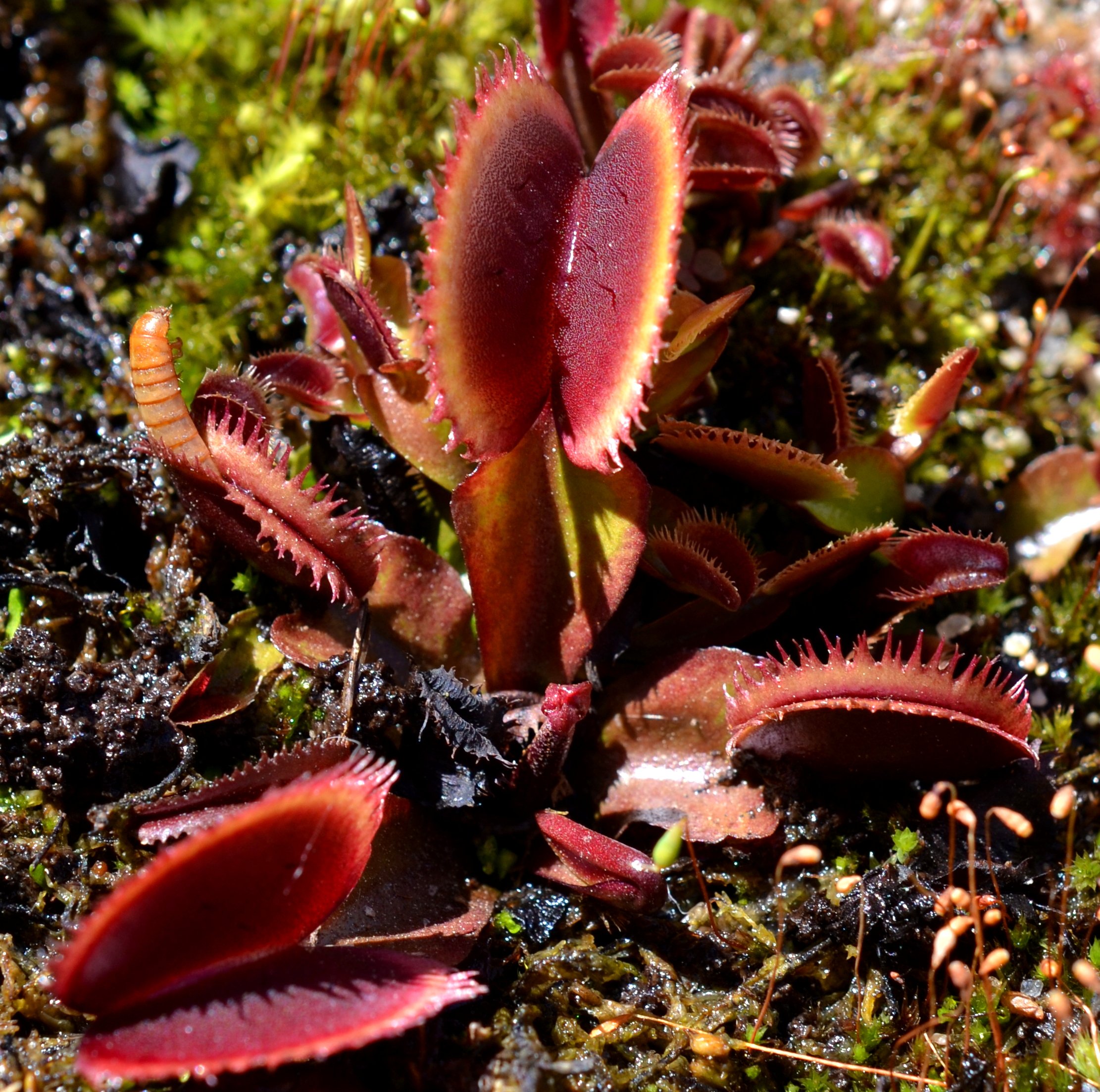 Dionaea muscipula bohemian garnet