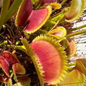 Dionaea muscipula bristle tooh