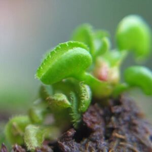Dionaea muscipula cudo