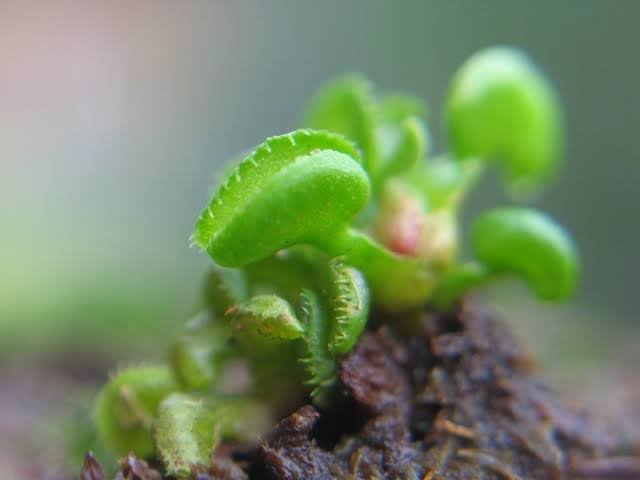 Dionaea muscipula cudo