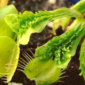 Dionaea muscipula schuppenstiel