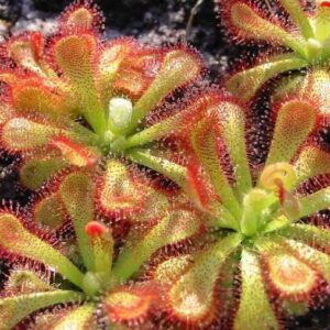 Drosera dielsiana