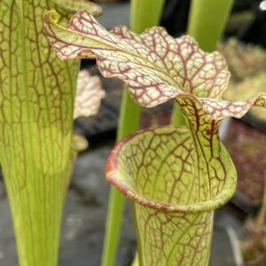 Sarracenia "moorei"