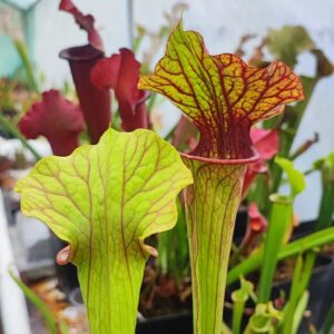 Sarracenia oreophila x flava var. ornata