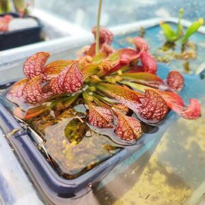 Sarracenia psittacina {Apalachicola, Liberty Co., FL, USA}