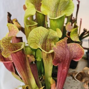 Sarracenia "Smoorie"