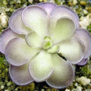 Pinguicula cyclosecta