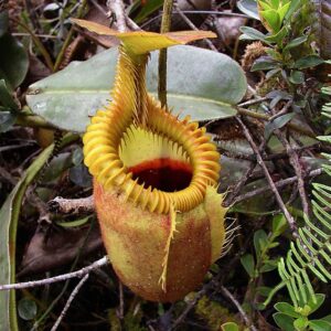 Nepenthes villosa 