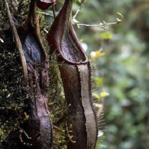 Nepenthes izumiae