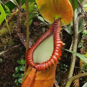 Nepenthes macrophylla