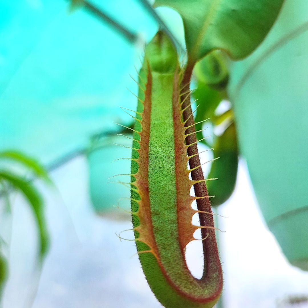 Nepenthes veitchii Golden Peristome, Bario - Imagen 2