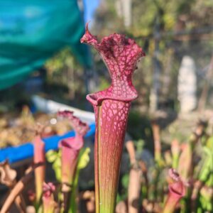 Sarracenia leucophylla SG Escambia Co. Fl.