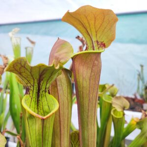Sarracenia "tygo"