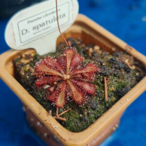 Drosera spatulata flor flanca