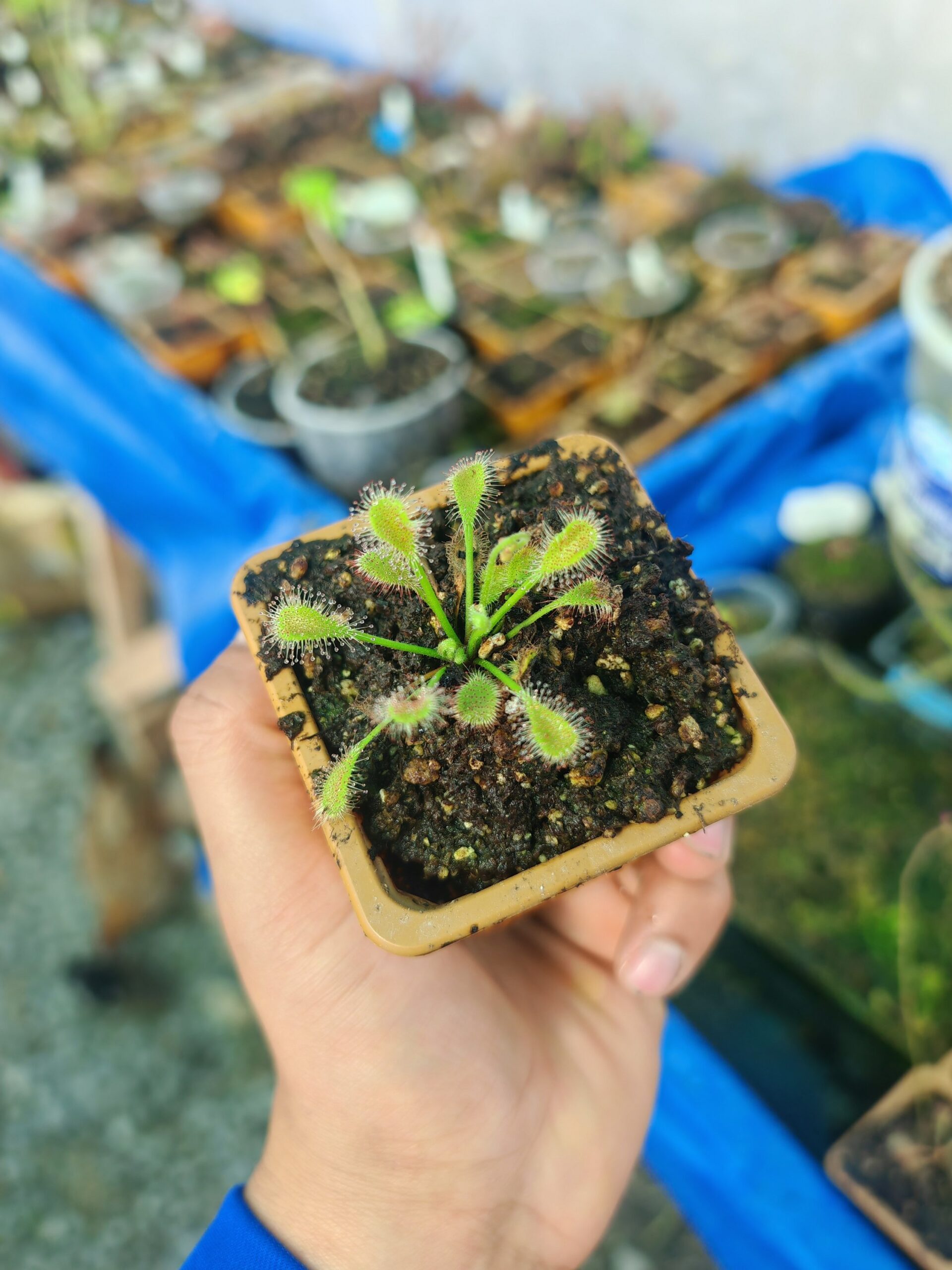 Drosera collinsiae - Imagen 2