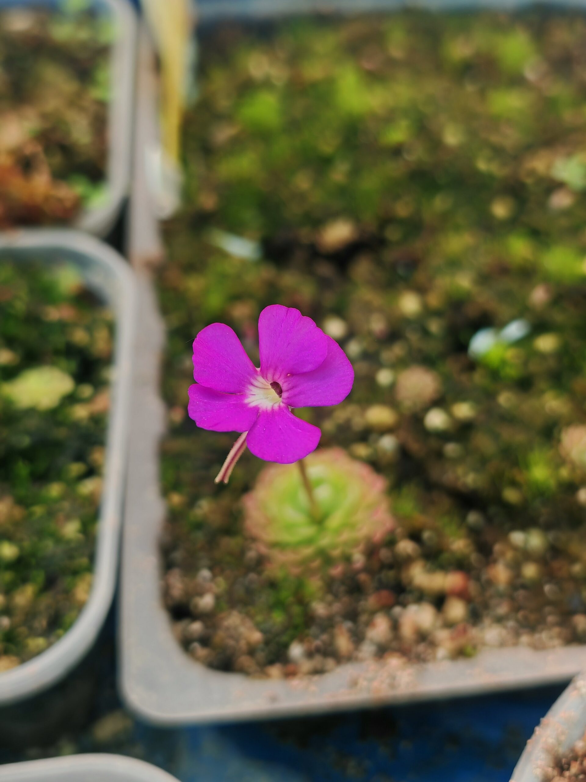 Pinguicula ehlersiae "violet flower"
