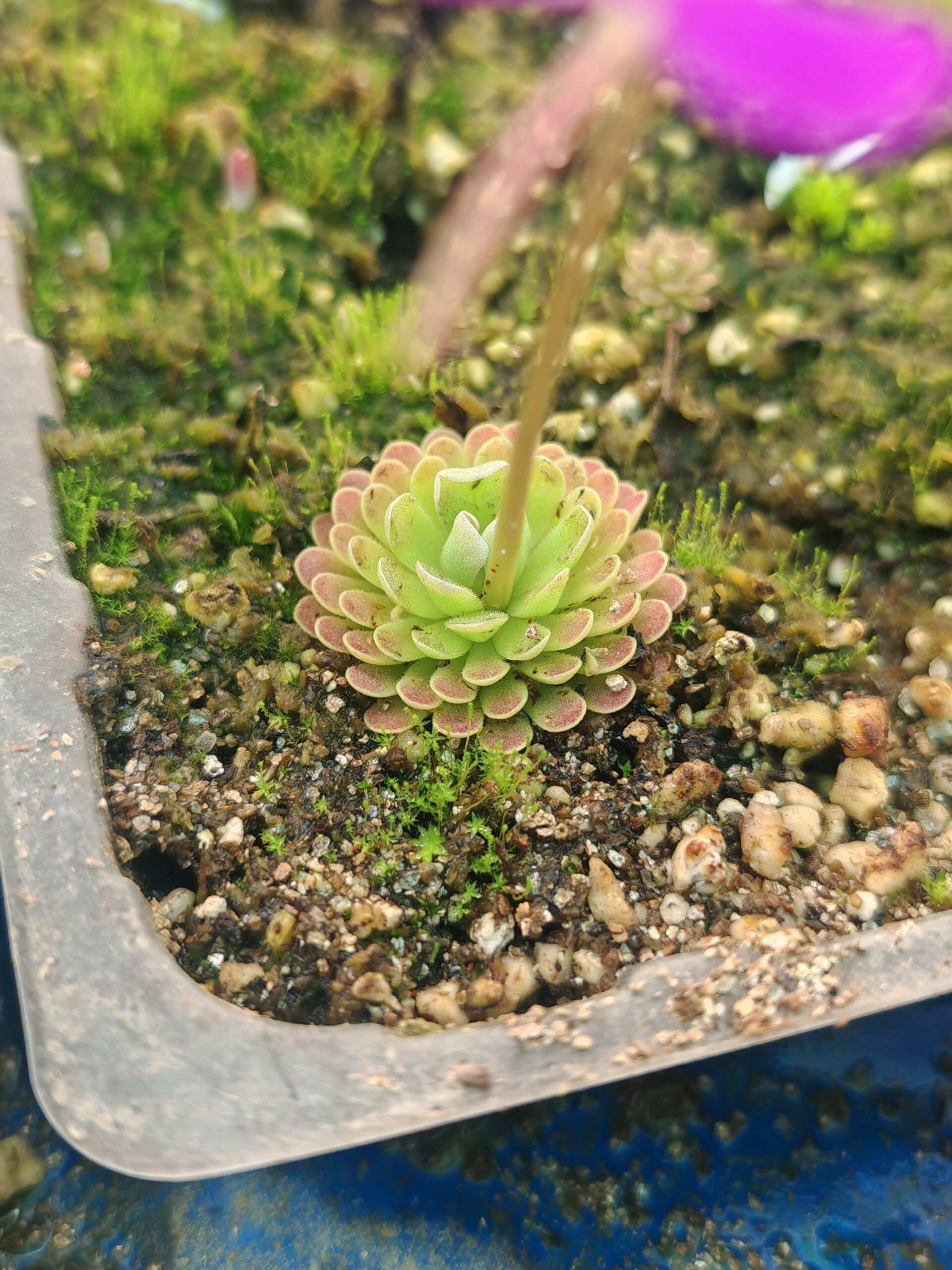 Pinguicula ehlersiae "violet flower" - Imagen 2