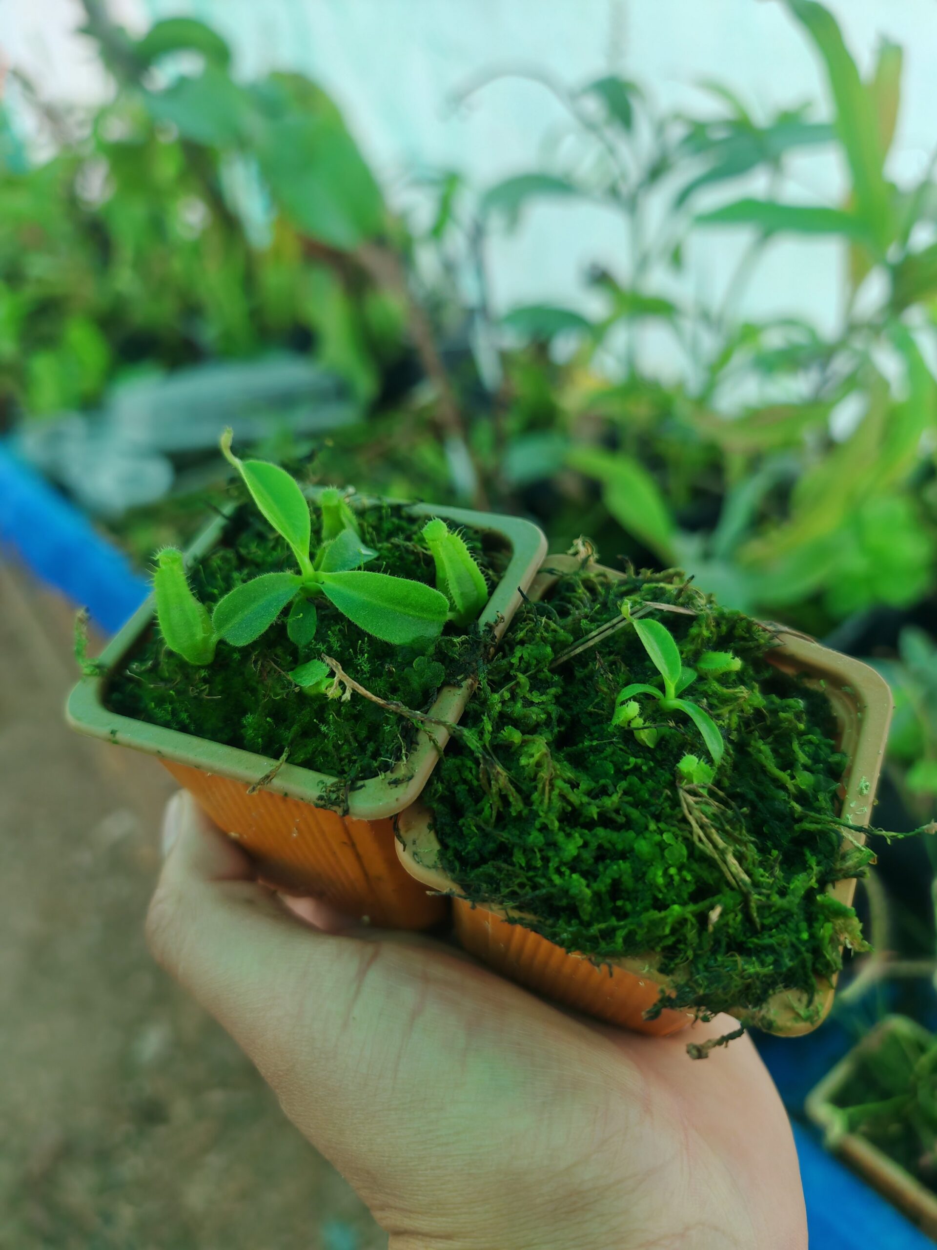 Nepenthes maxima "Indonesia" x fusca - Imagen 2