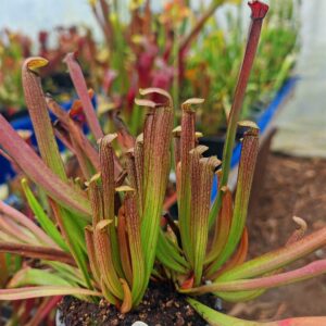 Sarracenia rubra subsp. rubra (Brunswick Co, USA)