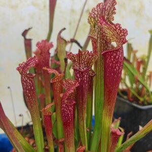 Sarracenia leucophylla Walton Co. x rubra