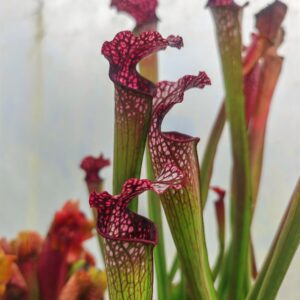 Sarracenia "Diane whitaker"