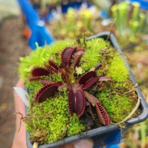 Dionaea muscipula  akai Ryu