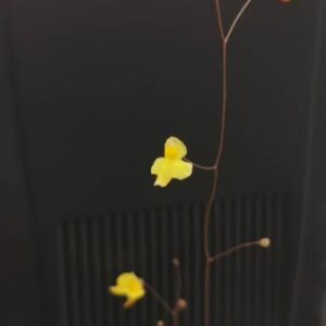 Utricularia subulata