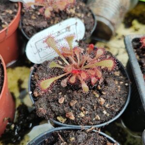 Drosera mix  (+100 semillas)