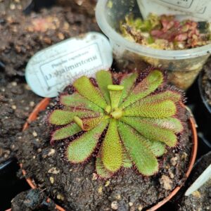 Drosera hamiltonii