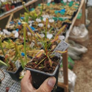 Drosera capensis Bain is kloof pass