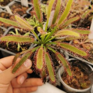 Drosera capensis broad leaf