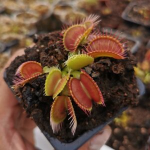 Dionaea muscipula  típica