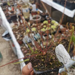 Drosera filiformis all red {Florida}