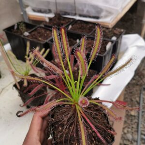 Drosera capensis tipica