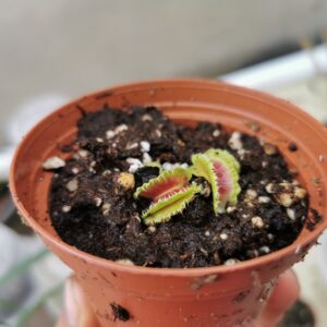 Dionaea muscipula kim jon un