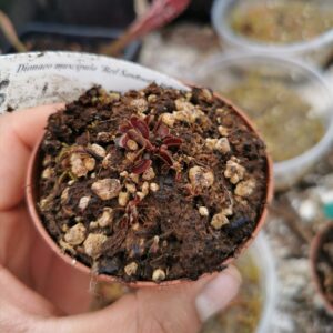 Dionaea muscipula red sawtooh