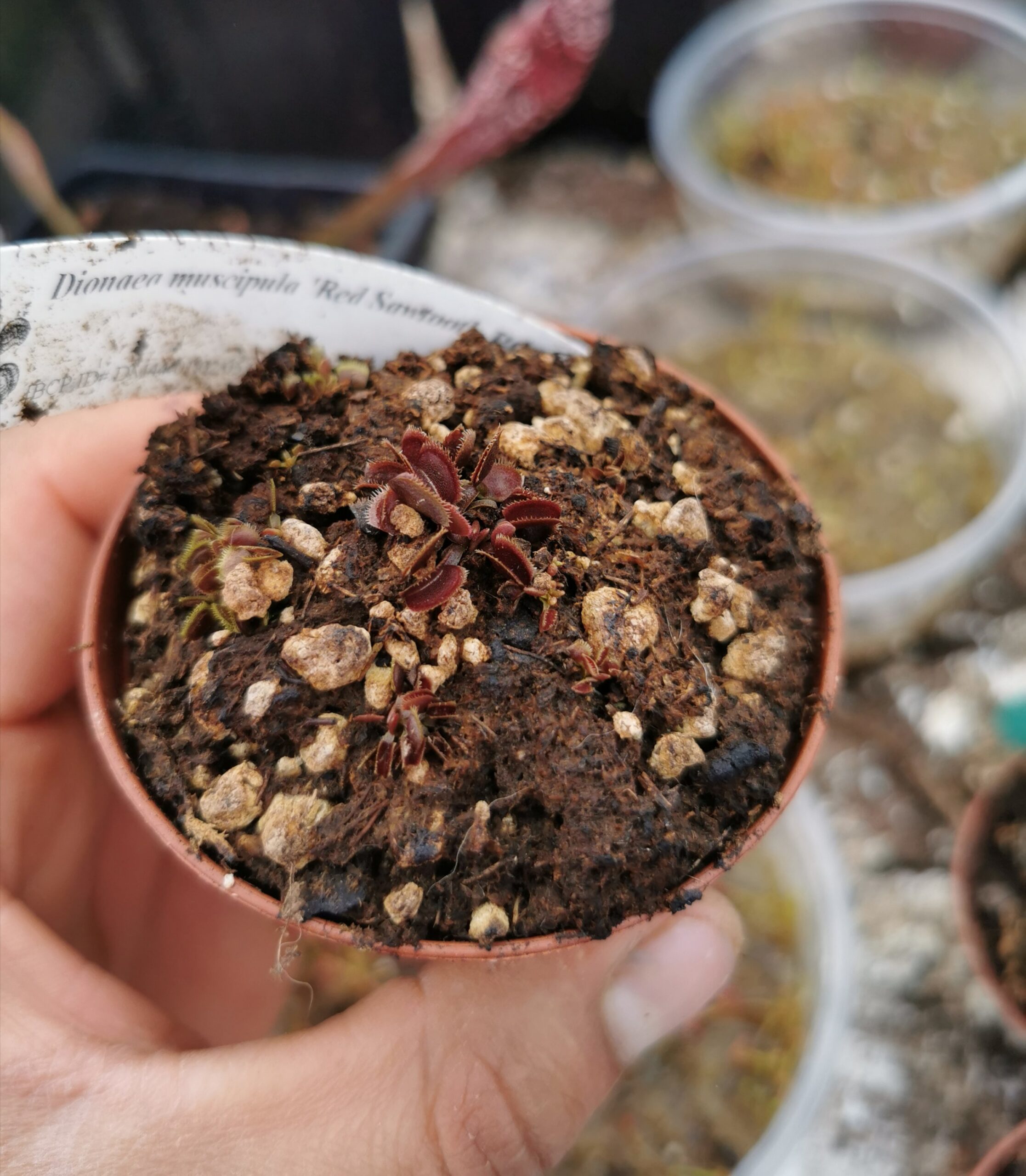 Dionaea muscipula red sawtooh