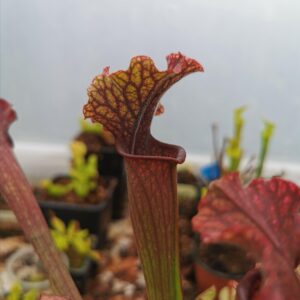 Sarracenia "Judith Hindle"