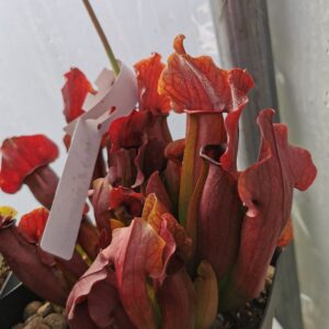 Sarracenia "maroon"