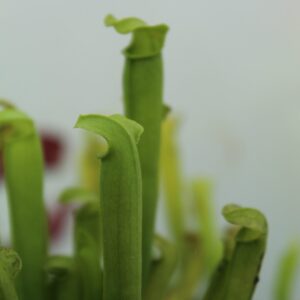 Sarracenia rubra ssp. gulfensis var. luteoviridis