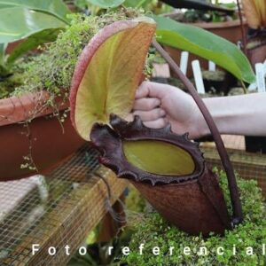 Nepenthes rajah Mount. Tambuyukon, Borneo,