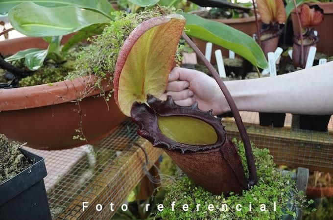 Nepenthes rajah Mount. Tambuyukon, Borneo,