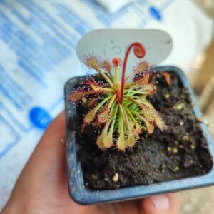 Drosera roraimae