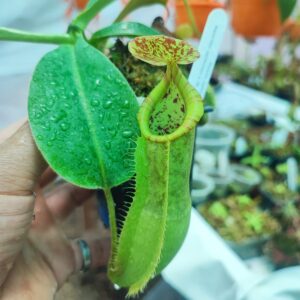 Nepenthes spathulata x (N. pilosa x veitchii)
