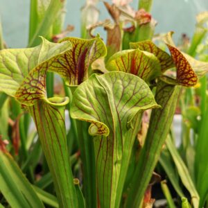 Sarracenia flava ornata super ornata